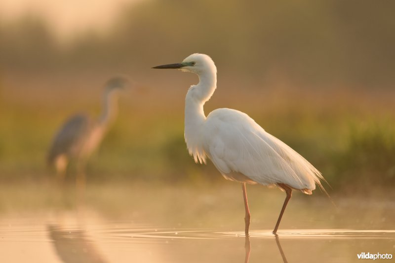 Grote zilverreiger