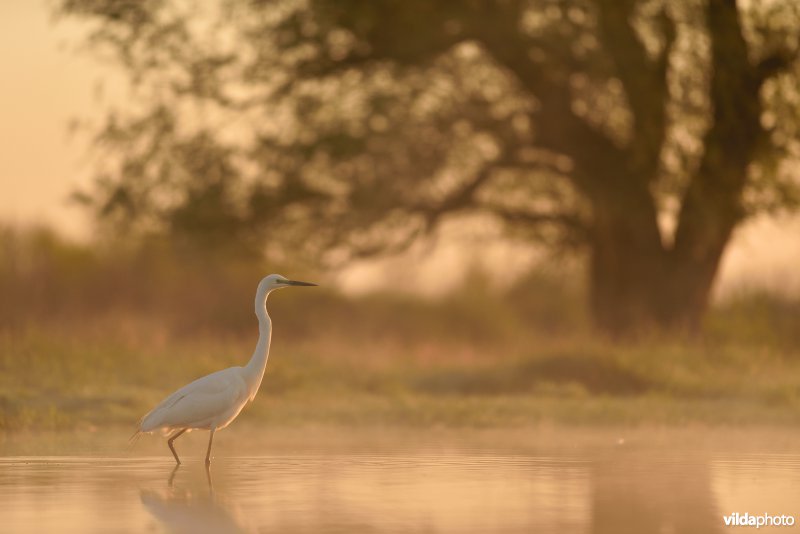 Grote zilverreiger