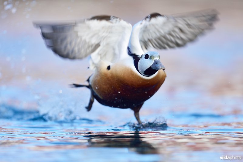 Steller's eider