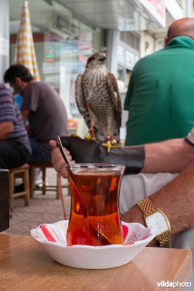 Sperwer in een theehuis, Turkije