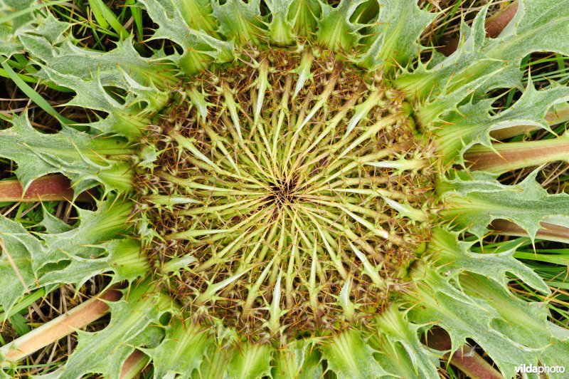 Zilverdistel