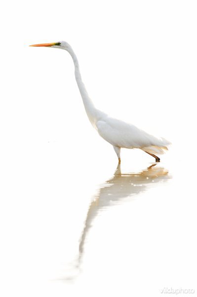 Grote zilverreiger