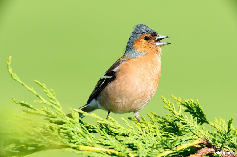 Mannetje vink