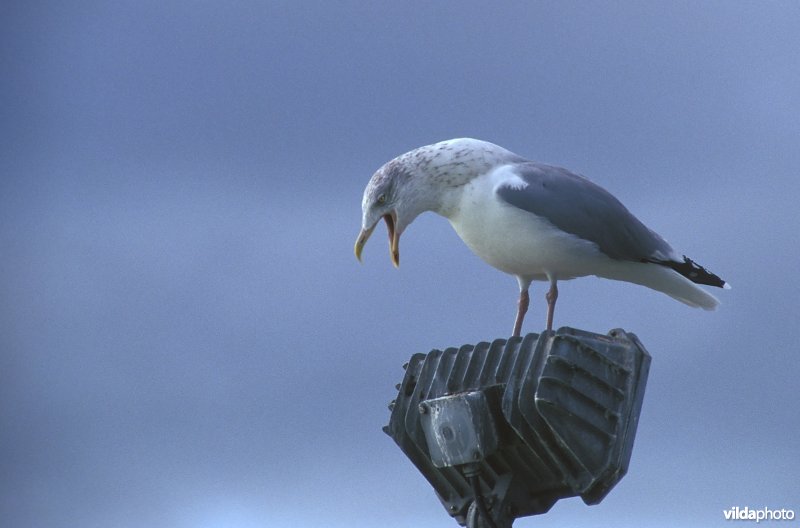 Roepende juveniele zilvermeeuw