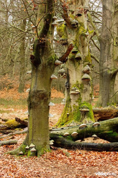 Tonderzwammen op oude beukenbomen