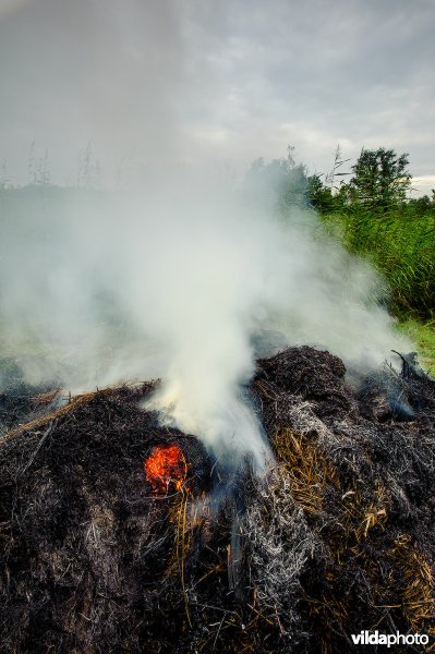 Maaisel van een rietland wordt verbrand