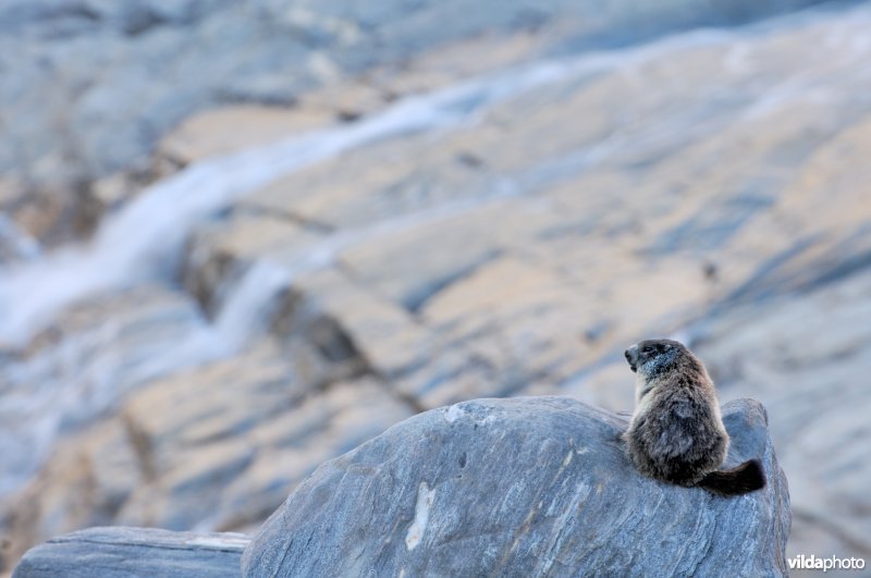 Marmot op de uitkijk