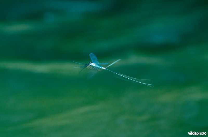 Een haft vliegt boven stromend water in een bergbeek in de Karpaten