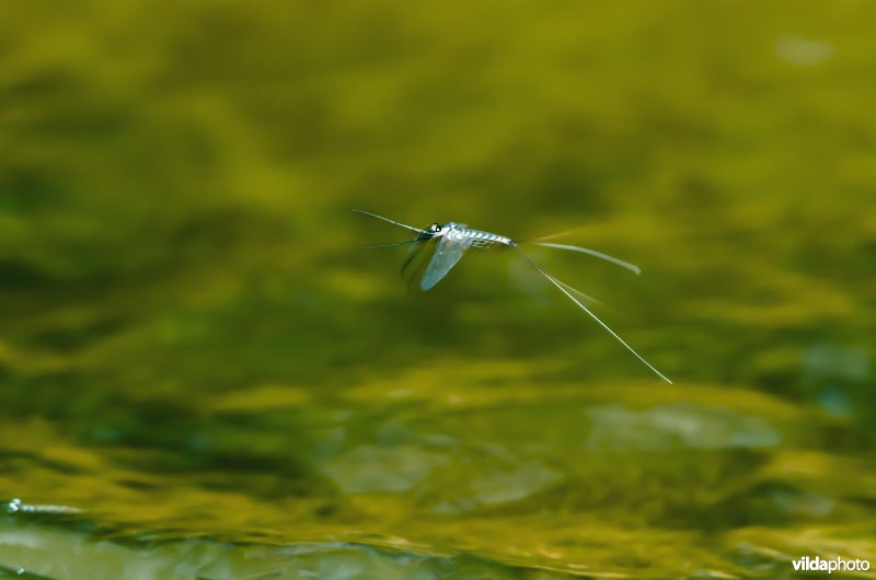 Een haft vliegt boven stromend water in een bergbeek in de Karpaten