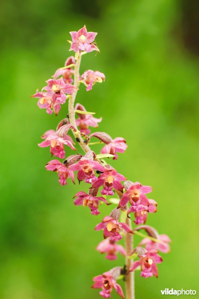 Bloeiende Bruinrode Wespenorchis