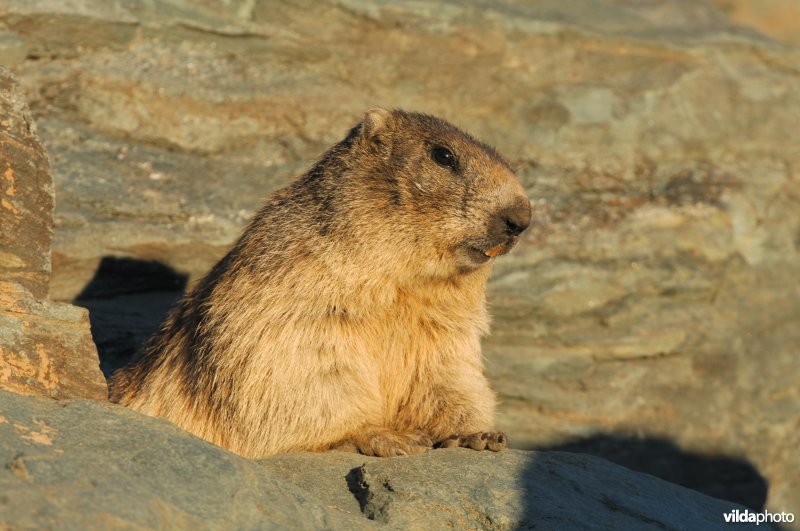 Alpenmarmot poseert