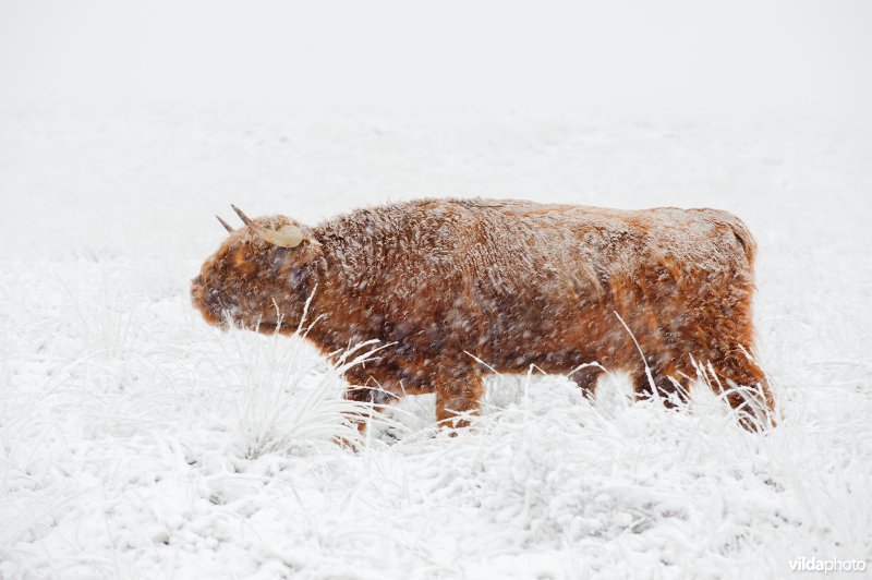 Schotse hooglander stier in besneeuwd landschap