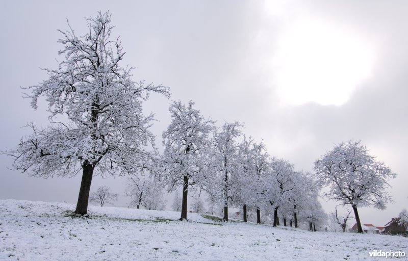 Landschap Haspengouw