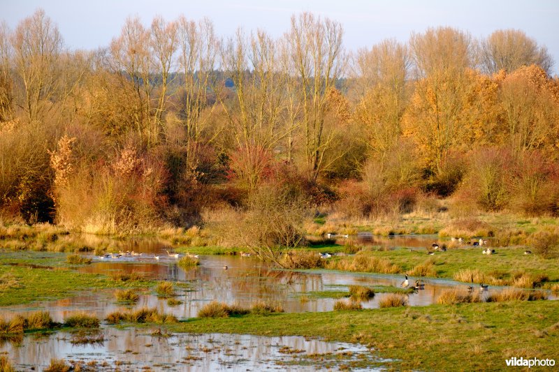 Ganzen in ondergelopen graslanden