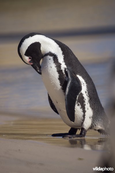 Zwartvoetpinguïn