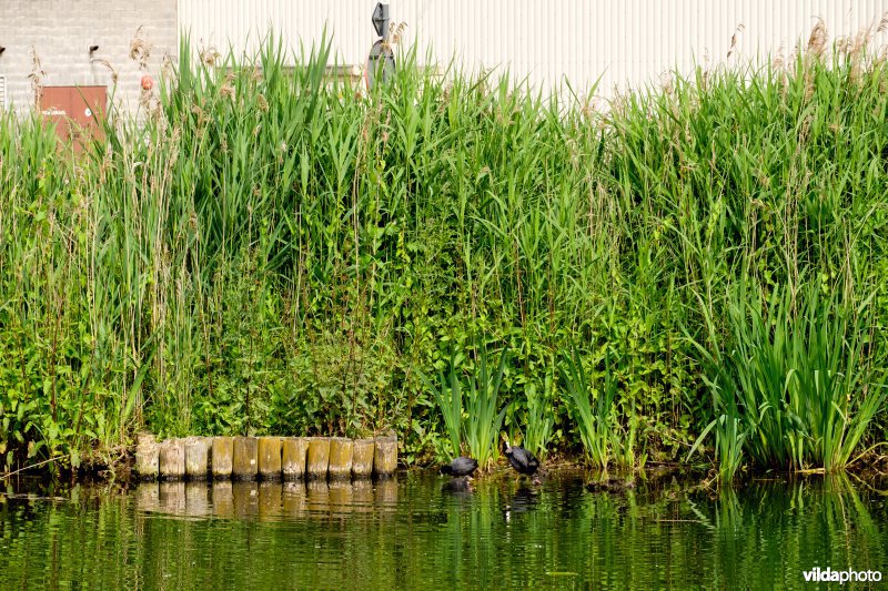 Natuurvriendelijke oever
