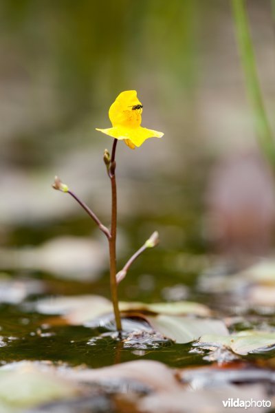 Bloem van Loos blaasjeskruid