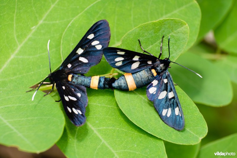 Phegea-vlinder