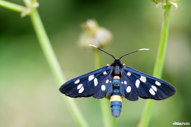 Phegea-vlinder