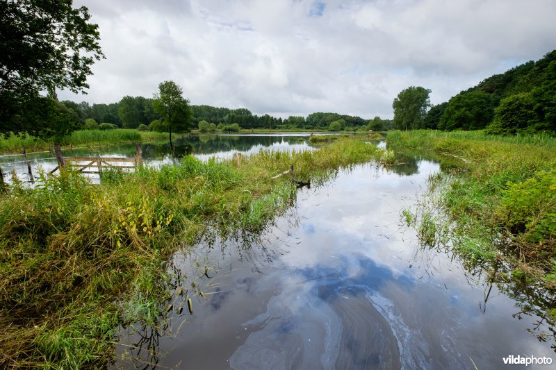 Overstroomd grasland