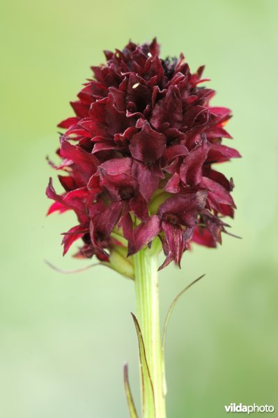 Zwarte vanille-orchis