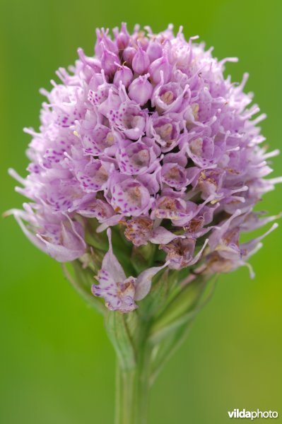 Knotsorchis