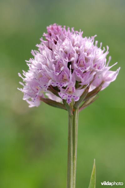 Knotsorchis