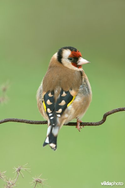 Puttertje op roestige draad