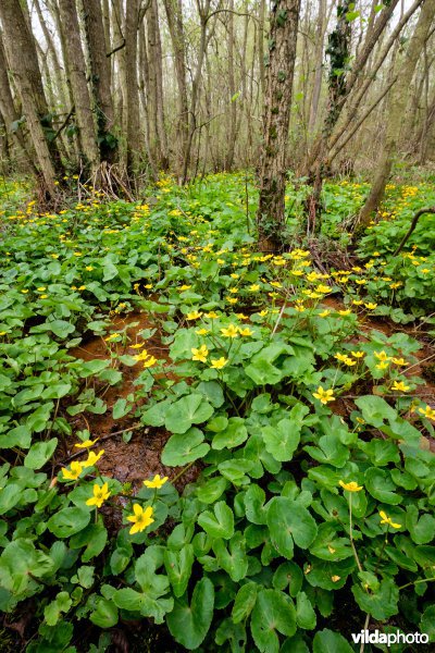 Mesotroof elzenbroekbos