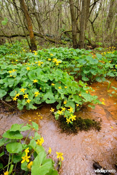 Mesotroof elzenbroekbos