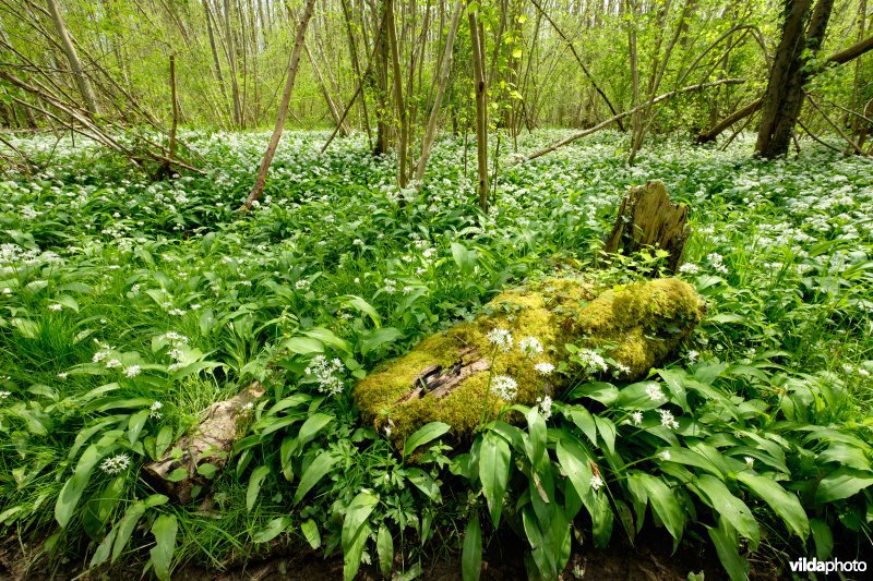Daslook in het Kloosterbos