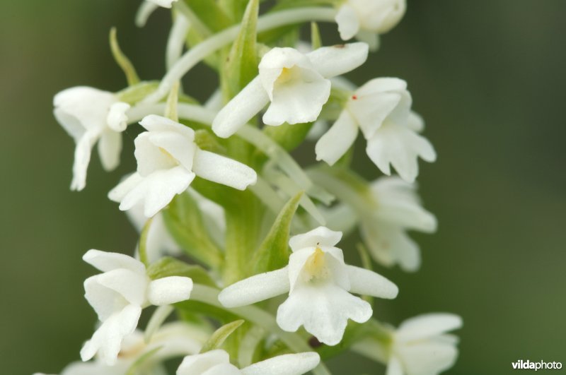 Witte variant van de Grote muggenorchis