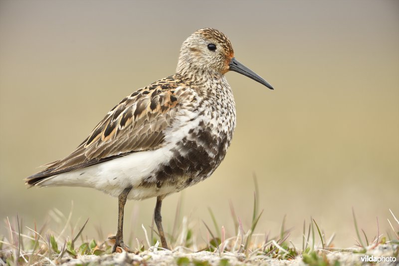 Bonte strandloper