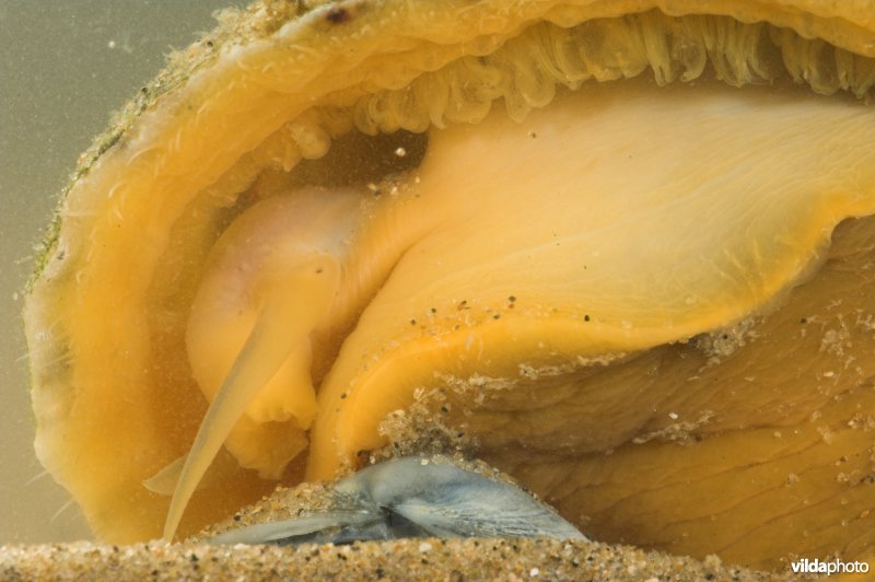 Slak van Schaalhoren