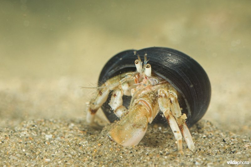 Kleine heremietkreeft in alikruik