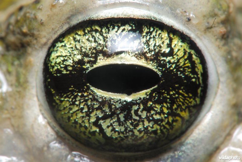 Oog van Groene pad