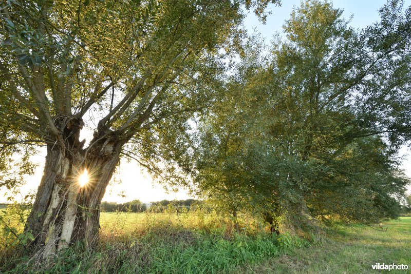 Polder van Lier