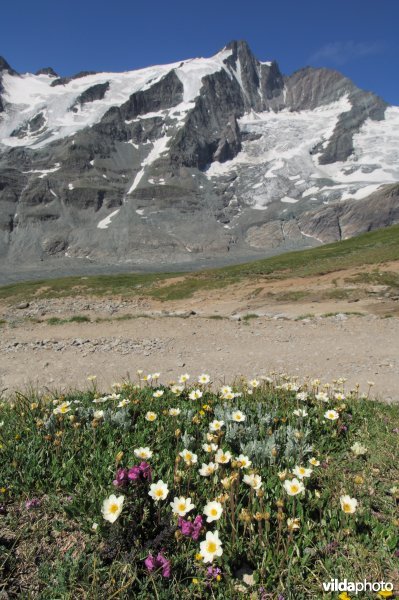 Alpenflora met de Grossglockner