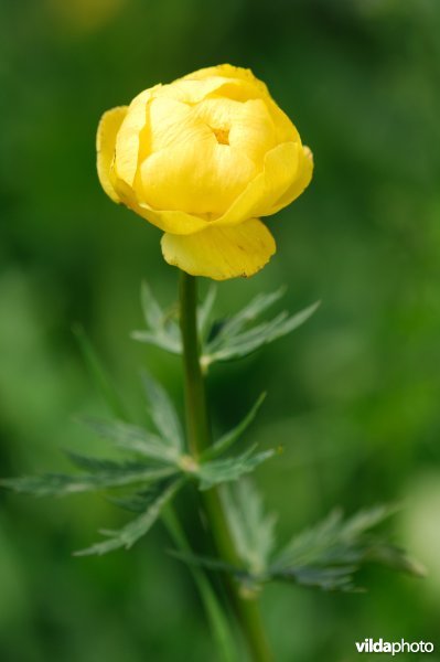 Europese trollius