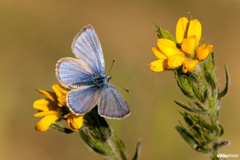 Bloemenblauwtje