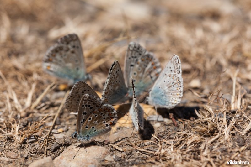 Groep met Adonis- en Provençaals bleek blauwtje