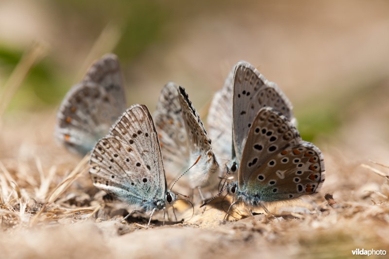 Groep met Adonis- en Provençaals bleek blauwtje