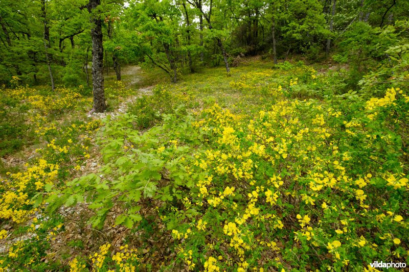 Stekelbrem in de Provence