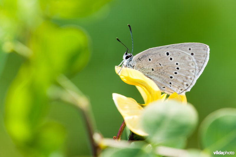 Blazenstruikblauwtje