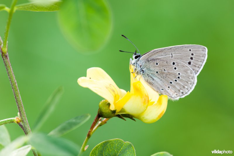 Blazenstruikblauwtje