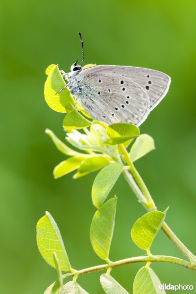 Blazenstruikblauwtje