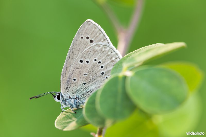 Blazenstruikblauwtje