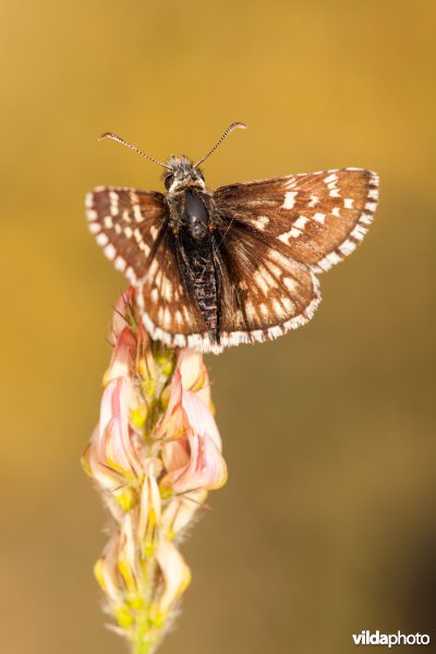 Pyrgus accretus