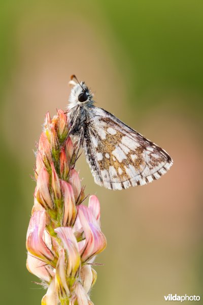 Pyrgus accretus