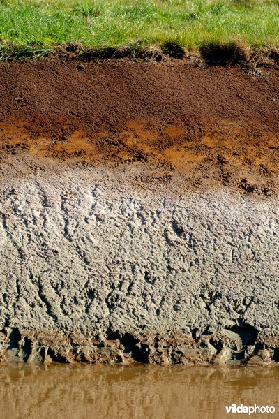 Bodemprofiel bij een hermeanderingsproject